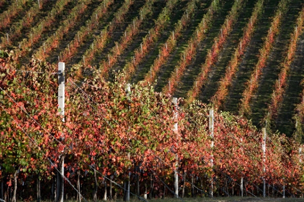 I luoghi del Vino in Toscana