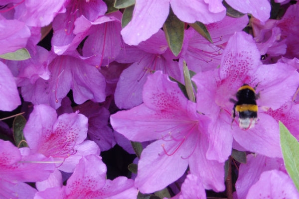 Lago Maggiore in fiore