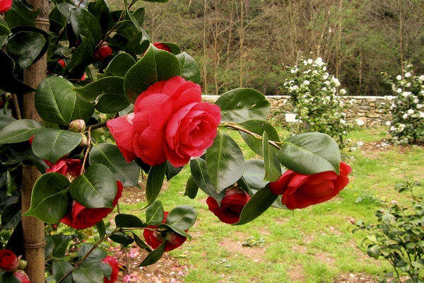 MOSTRA ANTICHE CAMELIE DELLA LUCCHESIA