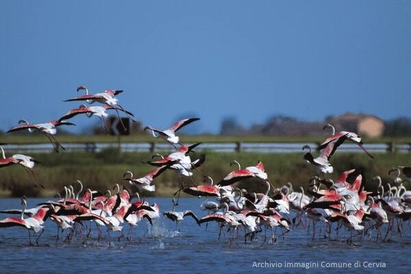 Sagra del Sale di Cervia 